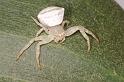 Thomisus_spectabilis_D7743_Z_86_North Stradbroke island_Australie